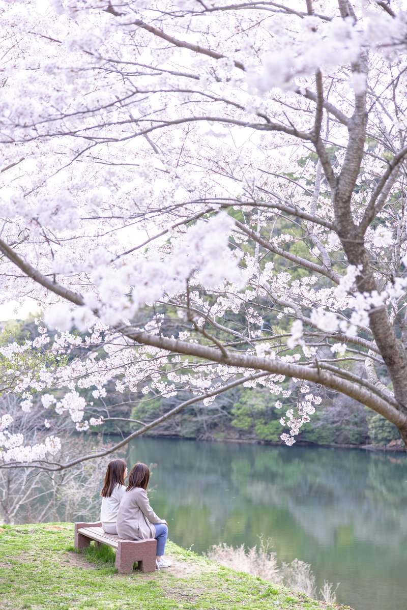 ベンチに座り満開の桜の下でお花見する女性二人の後ろ姿