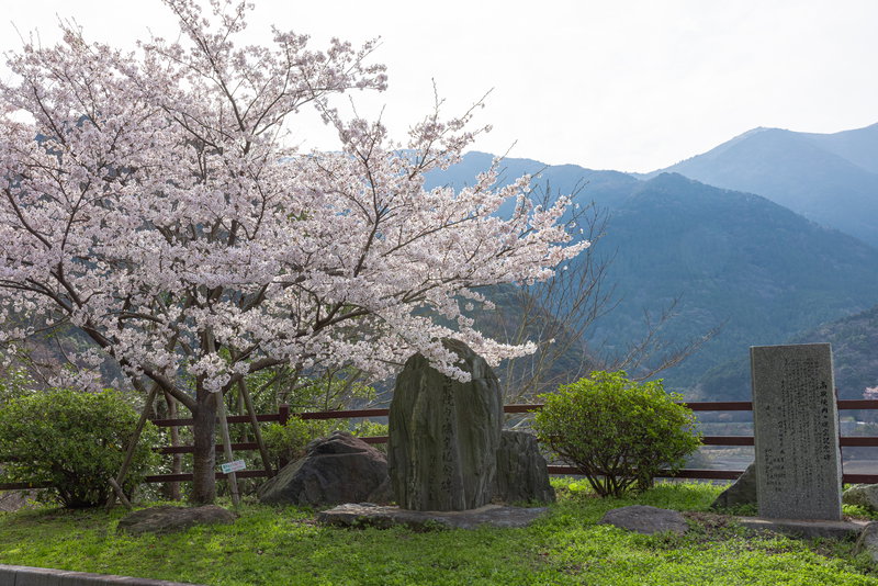 福智山ダムに咲く桜の写真