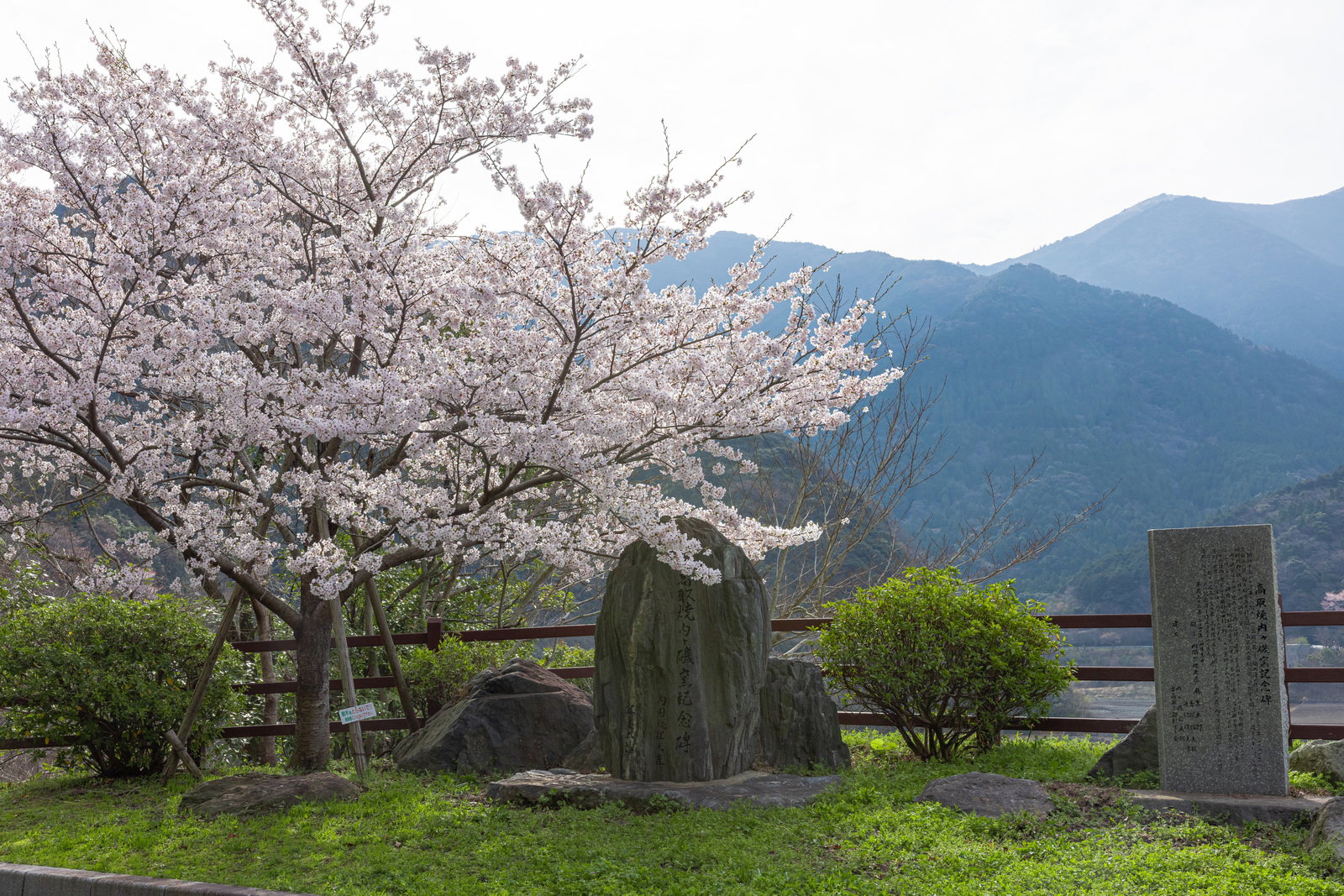 福智山ダムの湖畔に満開の桜が咲き、背景に山々が見える春の風景