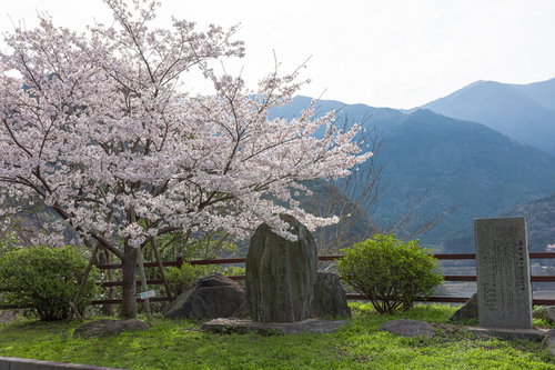 福智山ダムの湖畔に咲く満開の桜と緑の山々