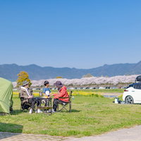 桜並木が見えるオートキャンプ場でテント設営するファミリーの写真