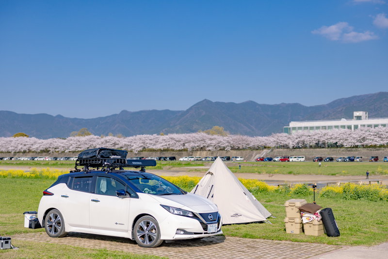 遠賀川河川敷の桜並木と直方オートキャンプ場の写真
