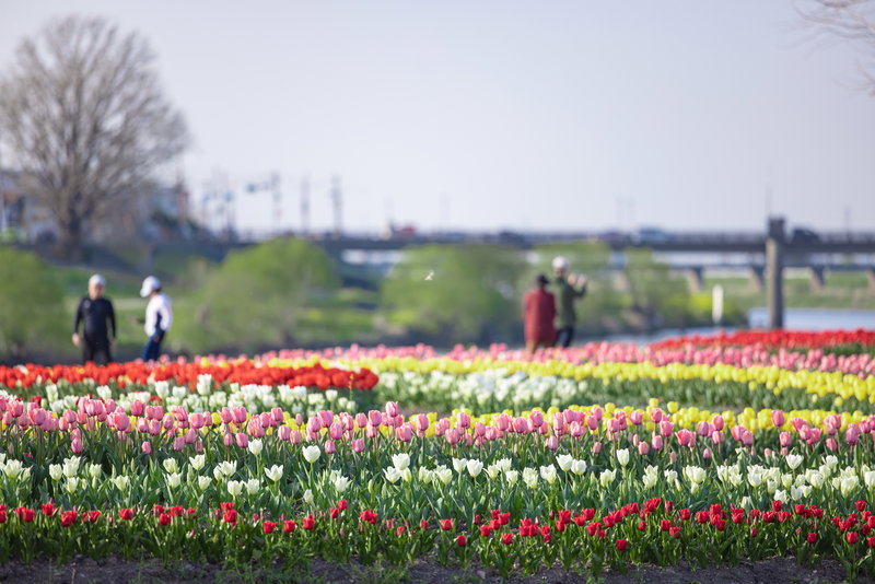 チューリップを楽しみながら散歩をする人の写真