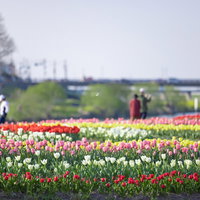 色とりどりのチューリップ畑を散歩する人々の写真