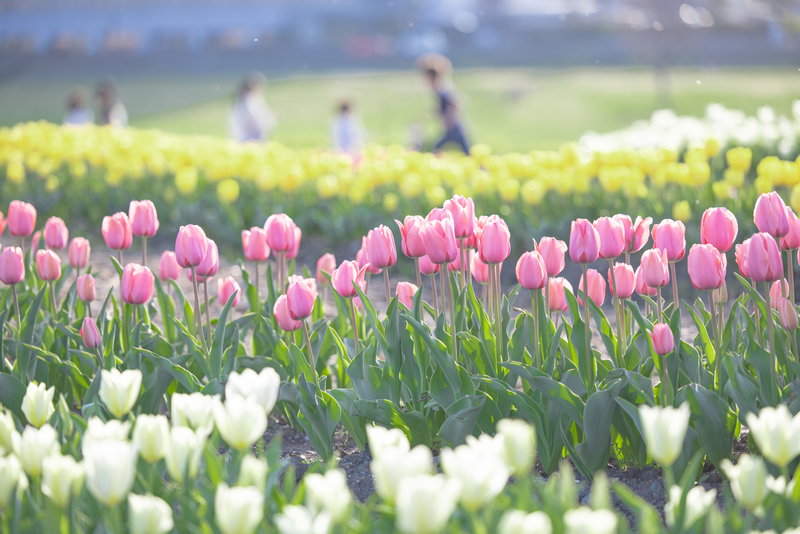 満開のチューリップフェアと周囲の人の写真