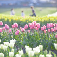 福岡県直方市のチューリップフェアで満開のピンクと白のチューリップの写真