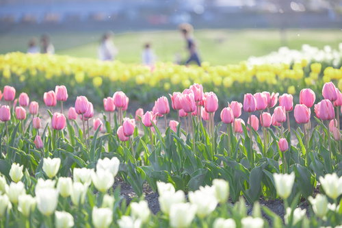 福岡県直方市のチューリップフェアで満開のピンクと白のチューリップ