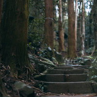 木々に囲まれた竜王峡の苔むした石段と原生林の風景の写真