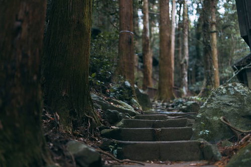 木々に囲まれた竜王峡の苔むした石段と原生林の風景