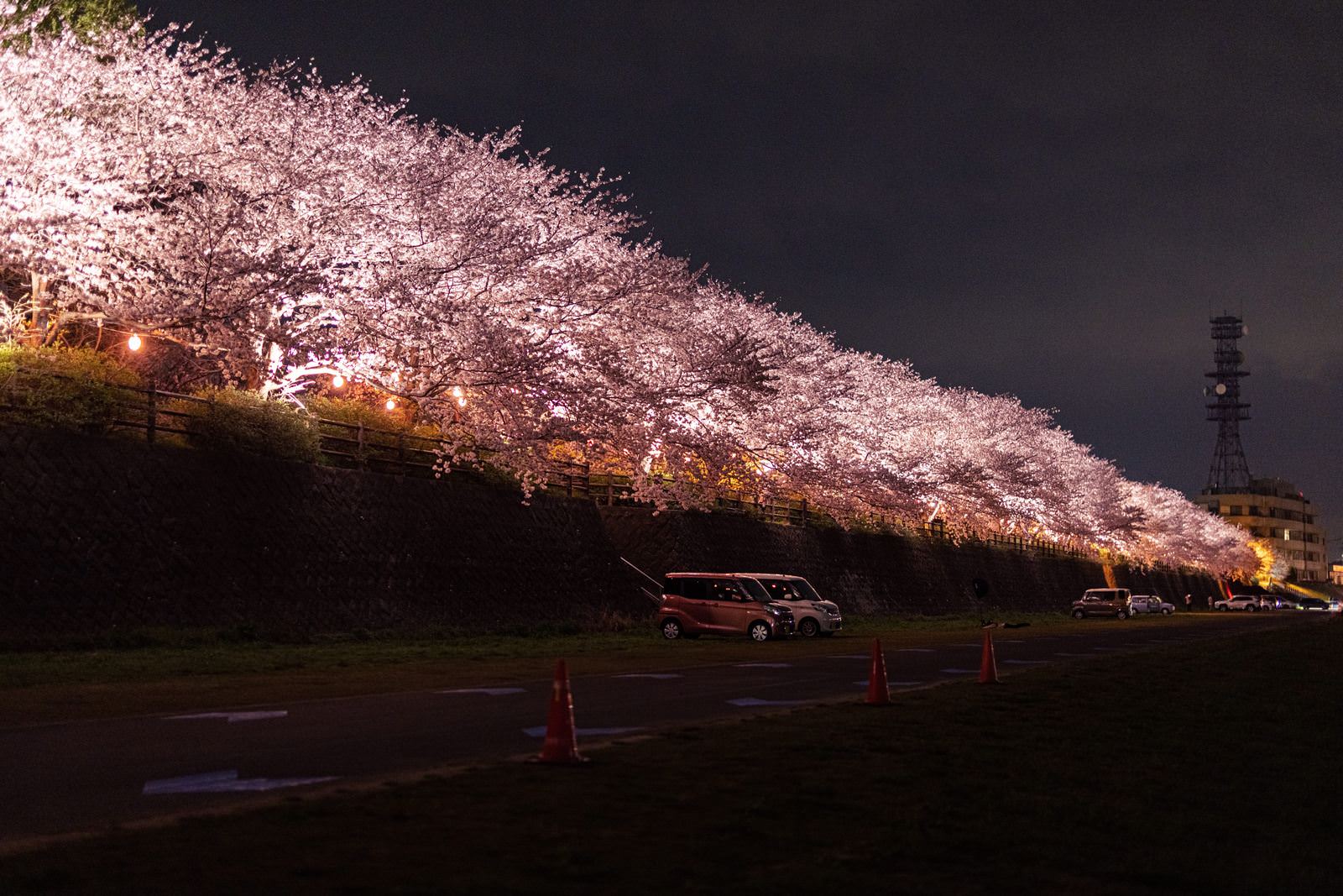 ライトアップされた満開の桜並木と臨時駐車場の夜間風景