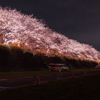ライトアップされた桜並木と臨時駐車場の夜景の写真