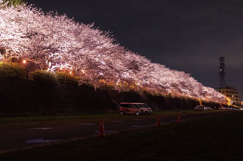 ライトアップされた桜並木と臨時駐車場の夜景