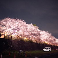 福岡県直方市の遠賀川河川敷の桜並木を夜間ライトアップの写真