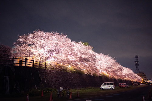 福岡県直方市の遠賀川河川敷の桜並木を夜間ライトアップ