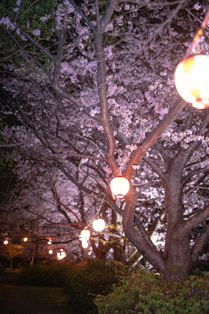 Cherry tree lit up with white lanterns at night