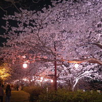 ライトアップされた夜桜を見るカップルの春のお花見デートの写真