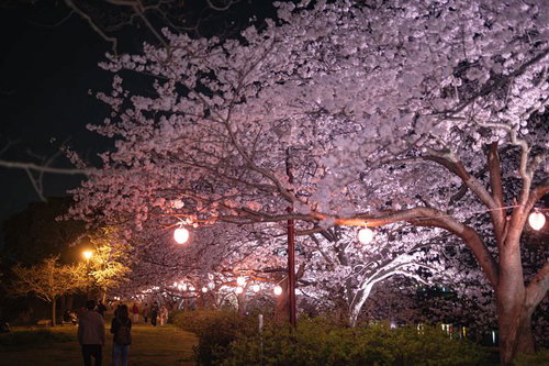 ライトアップされた夜桜を見るカップルの春のお花見デート