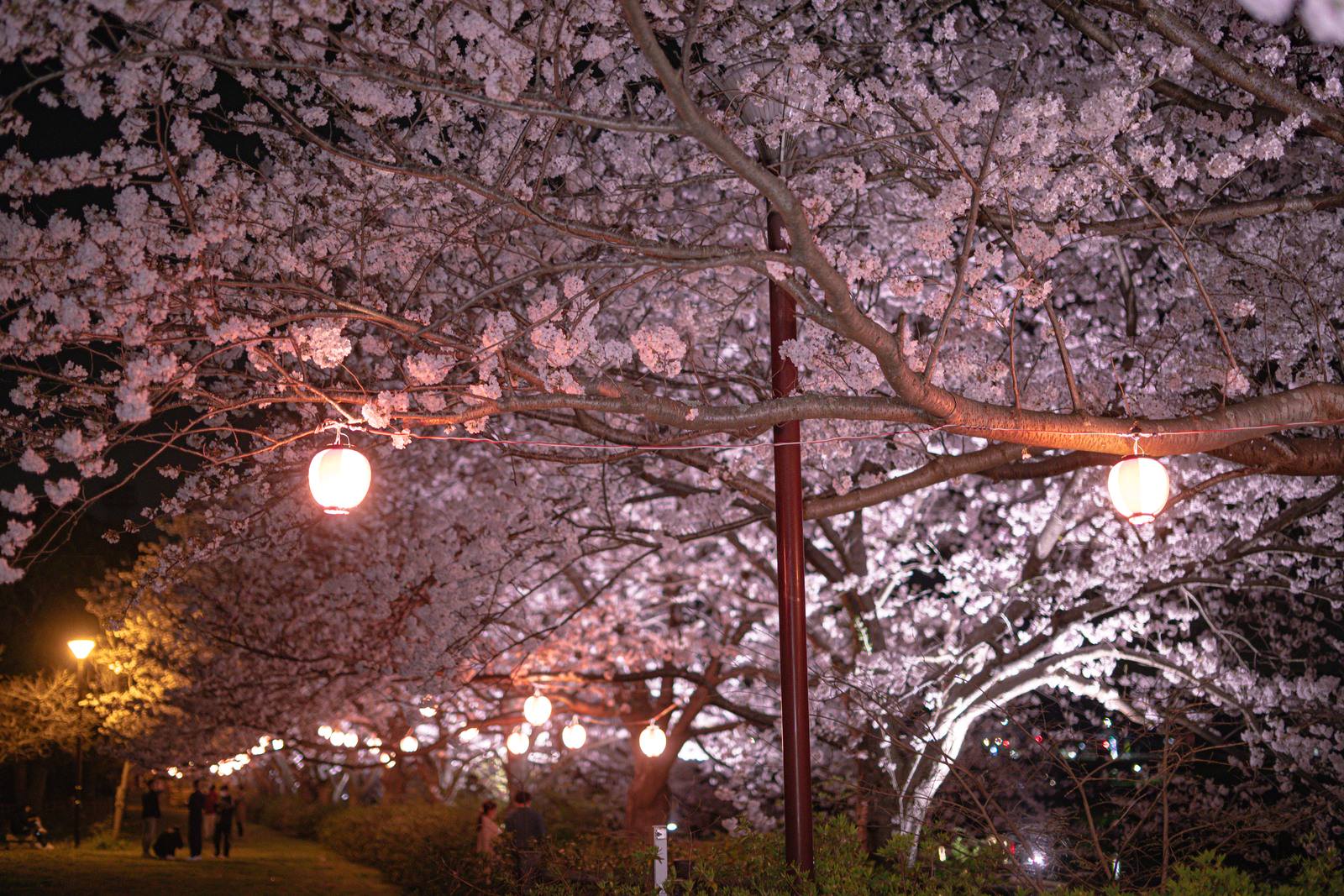 提灯に照らされた満開の夜桜と、ライトアップされた花々の写真