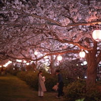 直方市の夜桜スポットで提灯とライトアップに照らされた満開の桜を見上げる花見客たちの写真