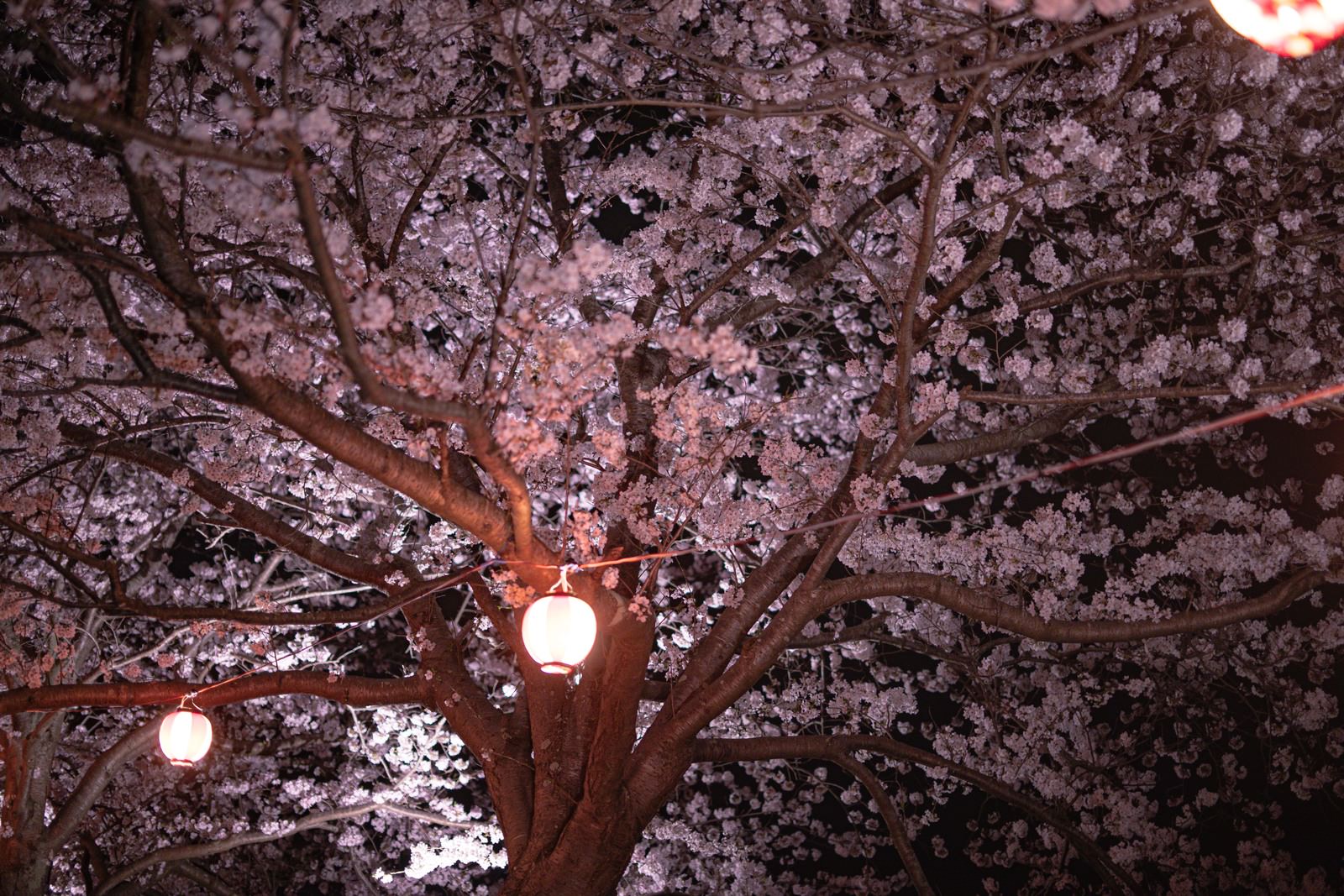 夜間ライトアップされた提灯の光に照らされた満開の紫桜の枝
