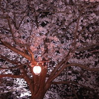 暗がりに浮かぶ夜桜と提灯の光｜夜間ライトアップの写真