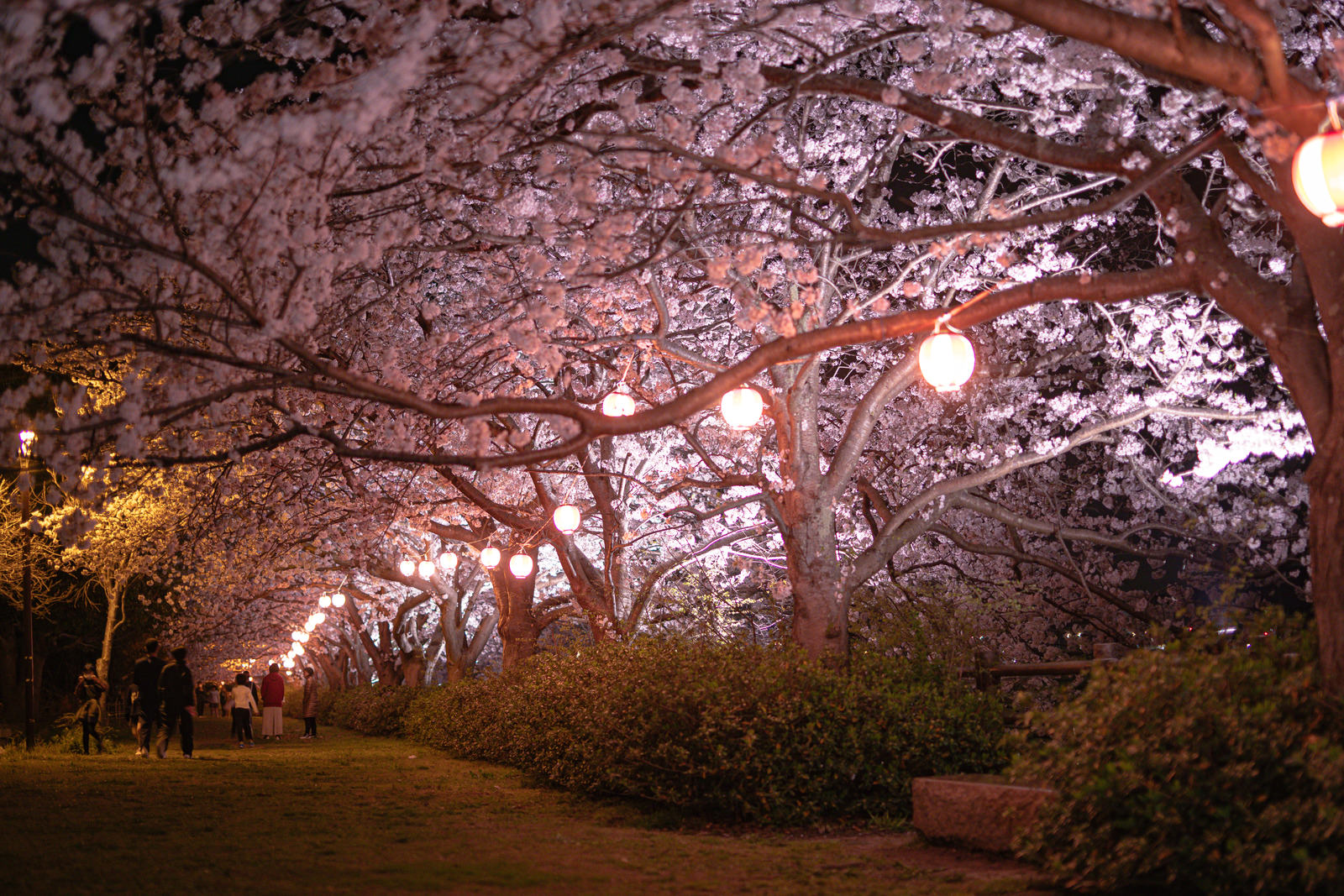 提灯の光に照らされて夜空に浮かび上がる満開の桜並木