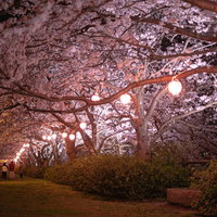提灯に照らされた夜桜並木の美しい風景の写真
