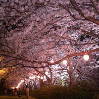 夜間ライトアップされた桜並木と提灯の明かりの写真