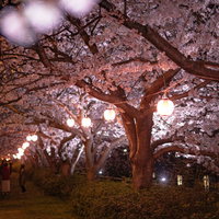 赤い提灯が灯るライトアップされた夜桜と桜並木の写真