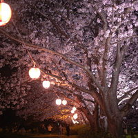 夜のお花見風景と提灯の明かりが照らす桜並木の写真