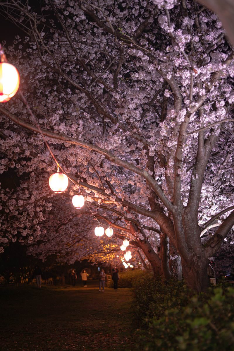 夜間にライトアップされた満開の桜並木と提灯の明かり