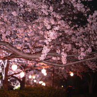 夜の満開の桜と提灯が灯る桜並木の夜間ライトアップの写真