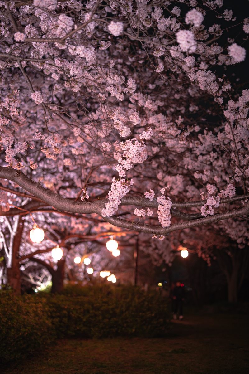 夜間にライトアップされた満開の桜の枝と提灯
