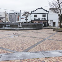 直方市須崎町公園の広場に集まる鳩たちの風景の写真
