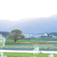 朝方の直方チューリップフェア2022で満開のチューリップ花壇の写真