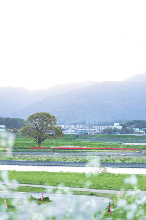 朝方の直方チューリップフェア2022で満開のチューリップ花壇