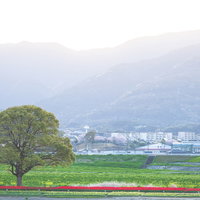 早朝のチューリップフェア、満開の赤いチューリップと一本木の写真