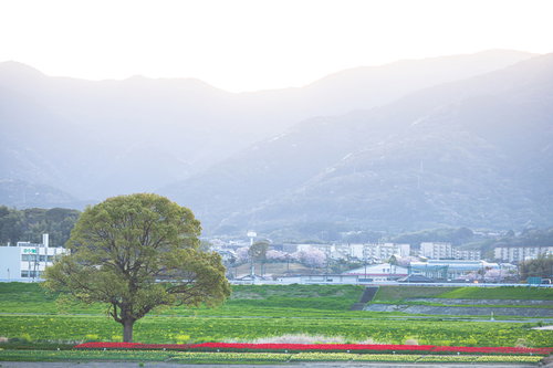 早朝のチューリップフェア、満開の赤いチューリップと一本木