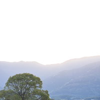 朝日とチューリップフェアの一本のクスノキの写真