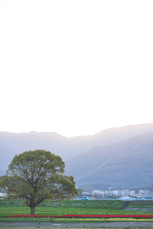 朝日とチューリップフェアの一本のクスノキ