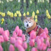 ピンク色のチューリップフェアに散歩へ来た柴犬の写真