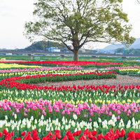 満開のチューリップフェアと大きなクスノキの写真
