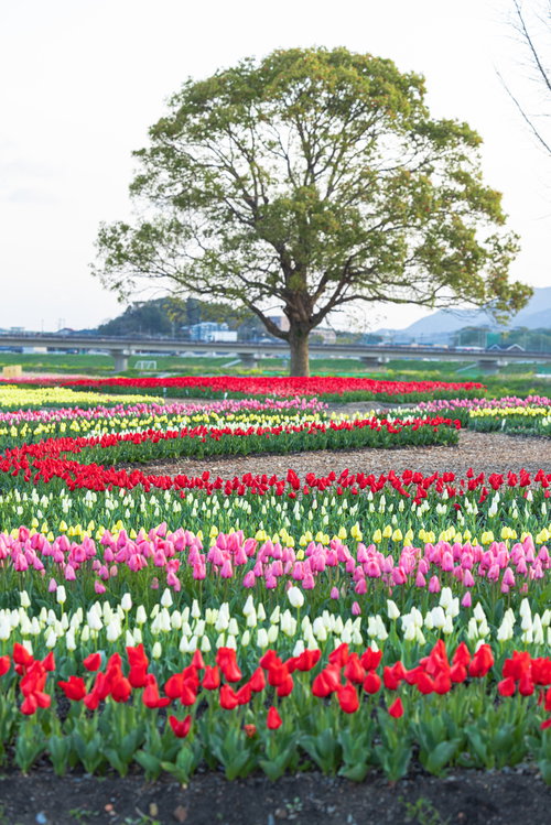 満開のチューリップフェア2022、赤と白のチューリップと大きなクスノキ