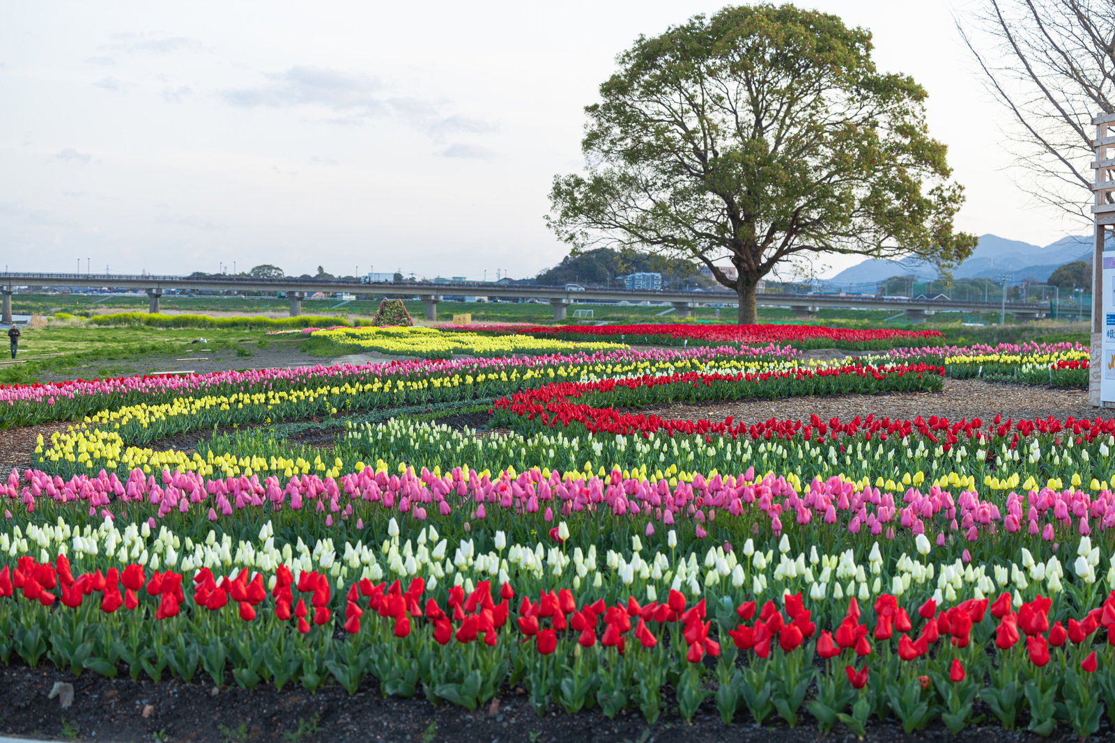 チューリップフェアの満開の花畑