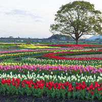 直方市主催のチューリップフェア2022で満開に咲くカラフルなチューリップ畑の写真