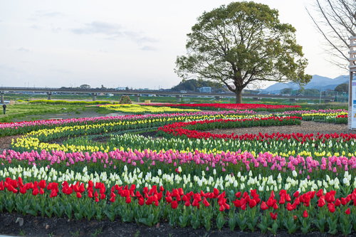 直方市主催のチューリップフェア2022で満開に咲くカラフルなチューリップ畑