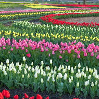 並んだ並んだチューリップの花が（のおがたチューリップフェア）の写真