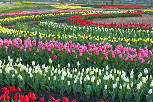 並んだ並んだチューリップの花が（のおがたチューリップフェア）