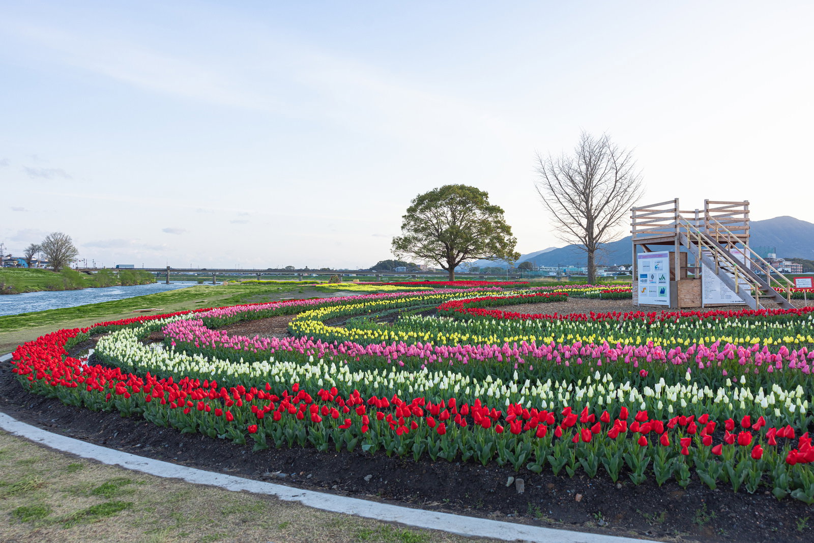 青空の下、円形花壇に赤白黄色のチューリップが規則正しく咲く春の公園