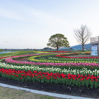 直方市の河川敷に咲く円形チューリップフェアの花壇の写真